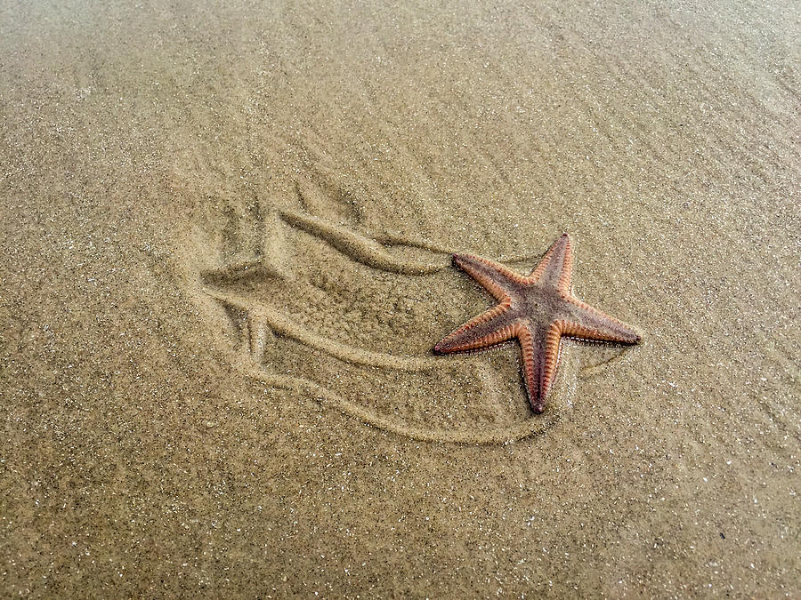 Starfish on the Beach Photograph by Debra Martz