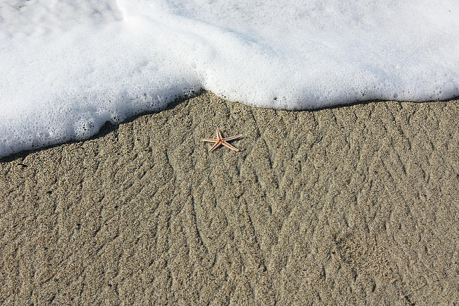 Starfish on the Beach Photograph by Gravityx9  Designs