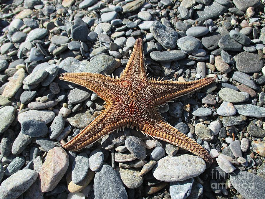 Starfish on the beach in Motril Photograph by Chani Demuijlder