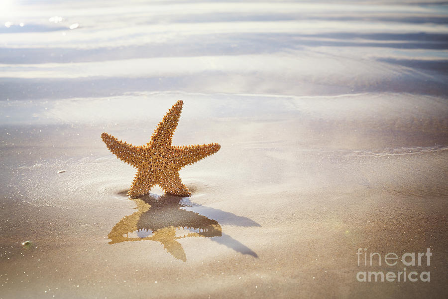 Starfish on the beach Photograph by Jane Rix