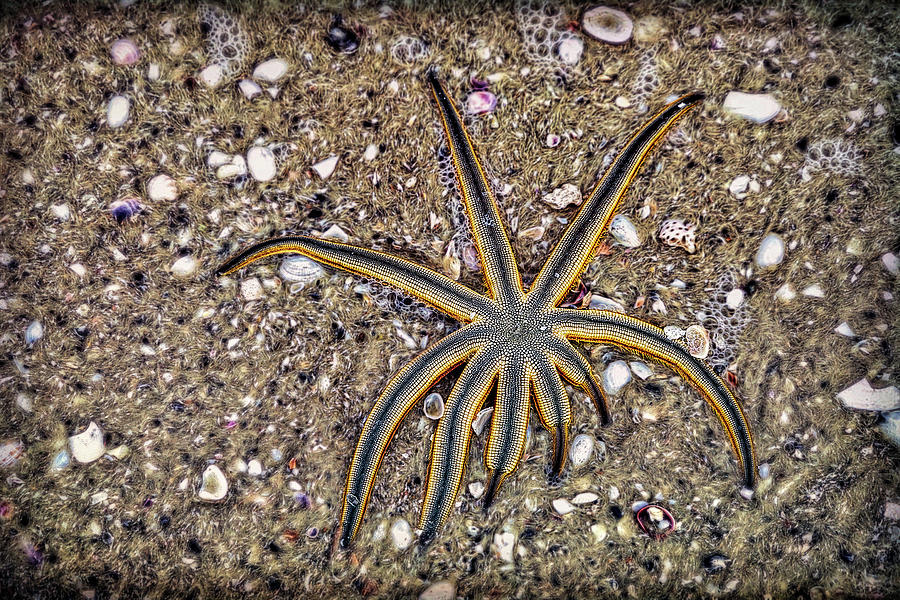 Starfish on the Beach Photograph by Robert FERD Frank