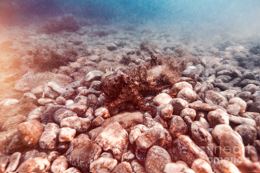 Starfish on the stony bottom Photograph by Anna Om