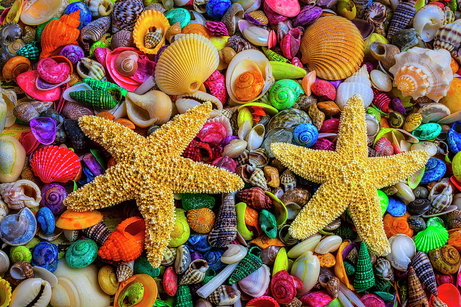 Starfish On Tiny Seashells Photograph by Garry Gay