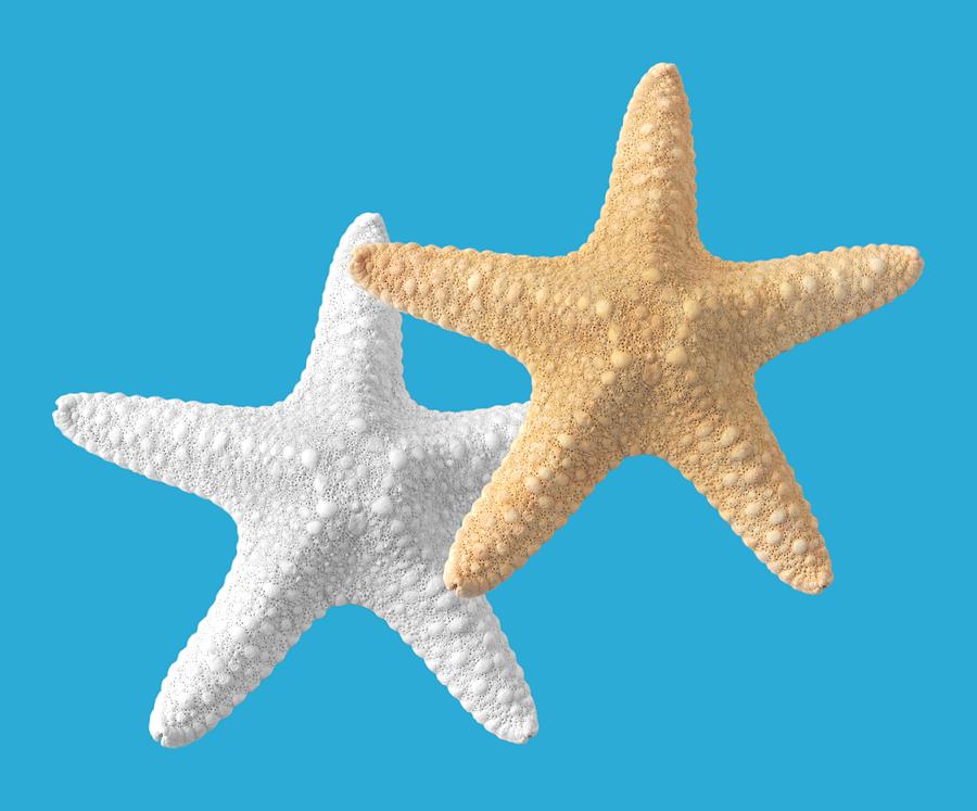 Starfish on Turquoise Photograph by Gill Billington