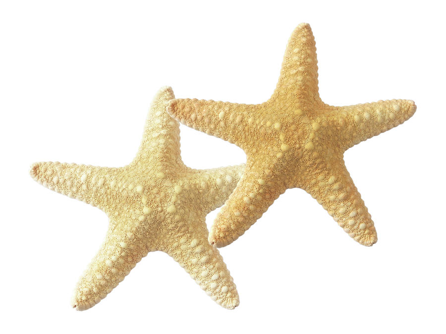Starfish On White Photograph by Gill Billington