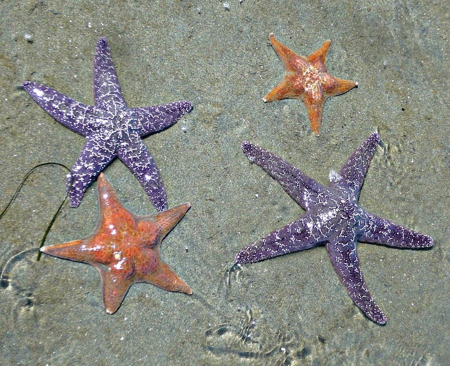 Starfish Party Photograph by REA Gallery