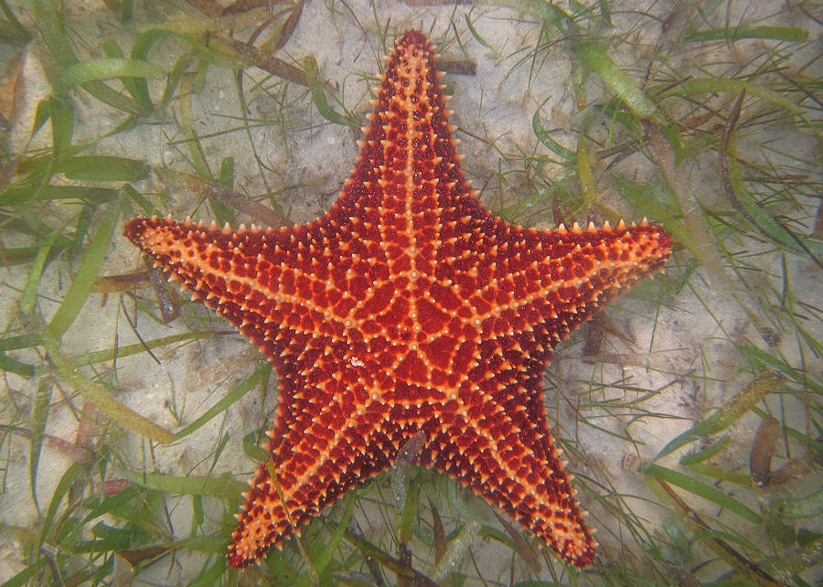 Starfish Photograph by Patti Deters