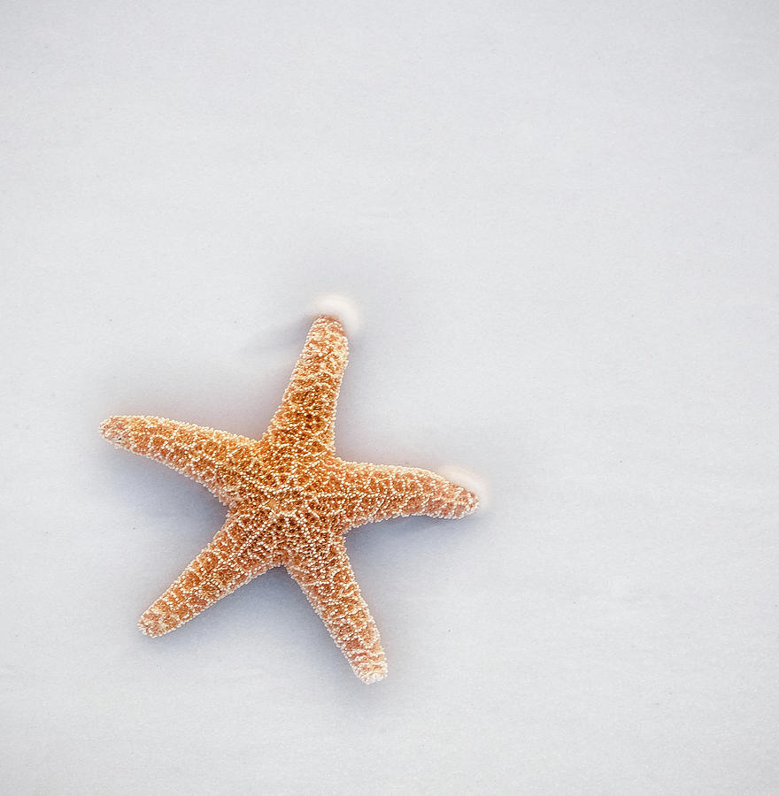 Starfish Photograph by Robert Bellomy