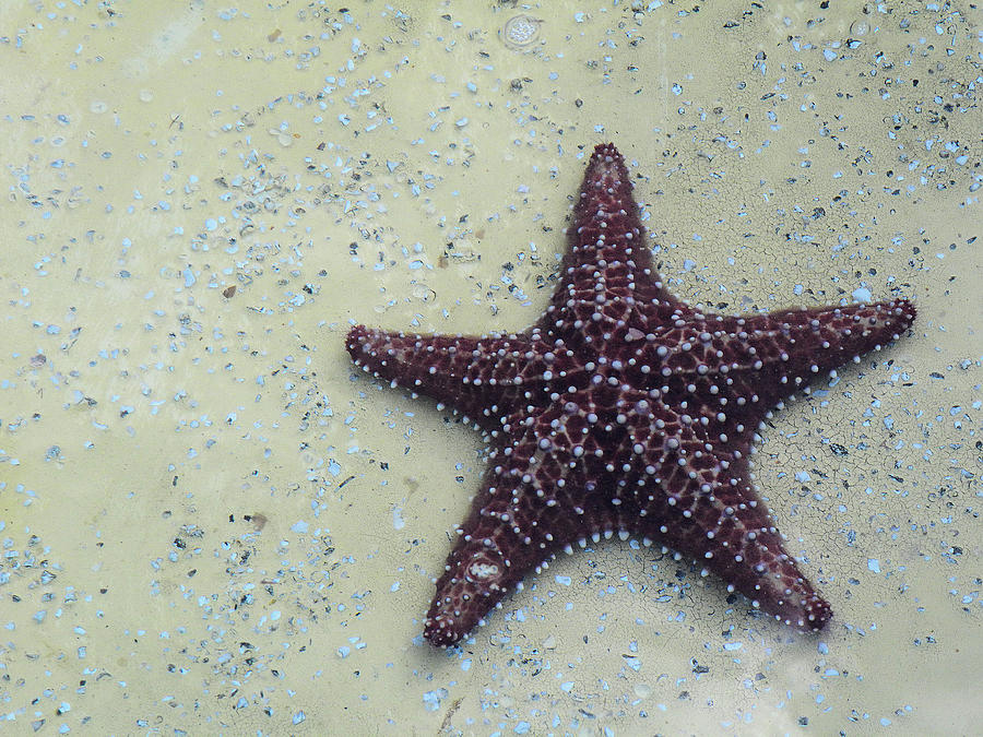 Starfish Photograph by Rosalie Scanlon