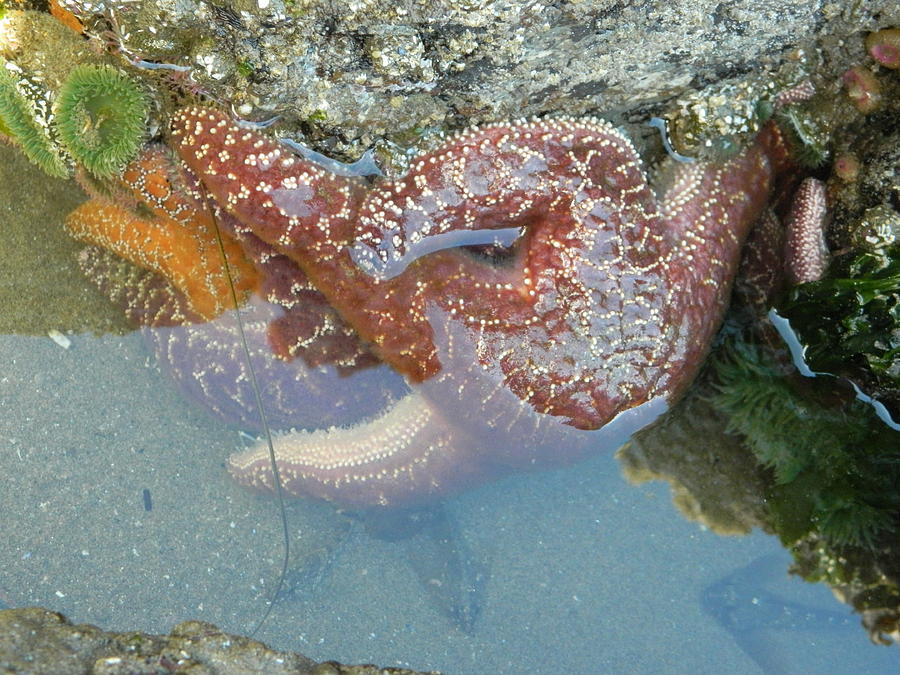 Starfish Sandwhich Photograph by Gallery Of Hope 