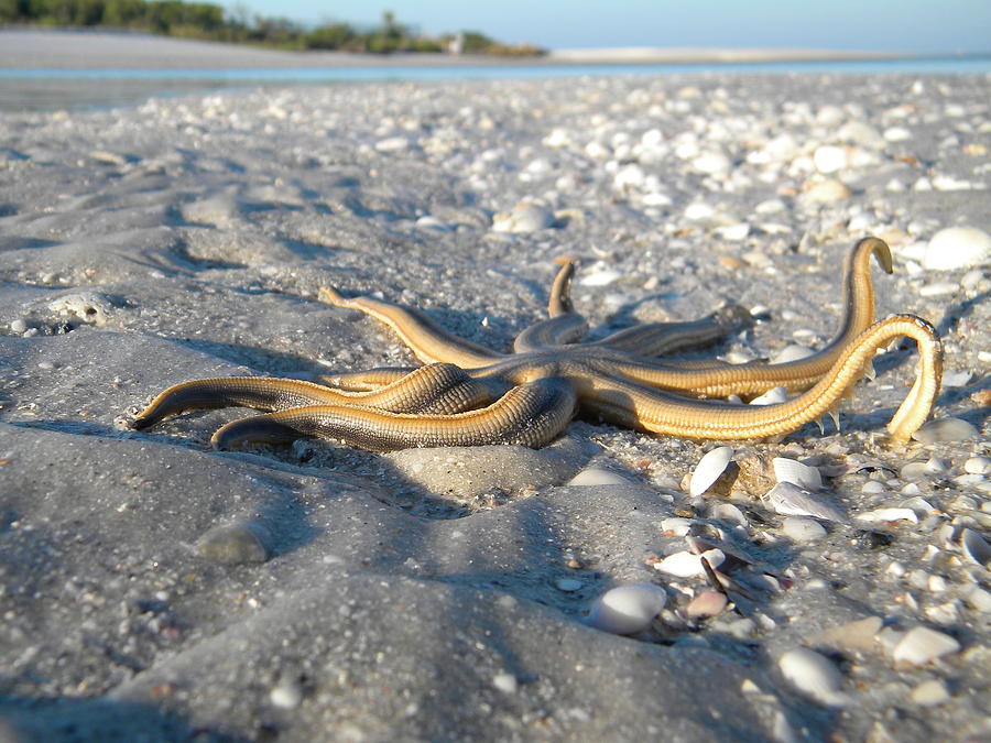 Starfish Serpent Photograph by Sean Allen