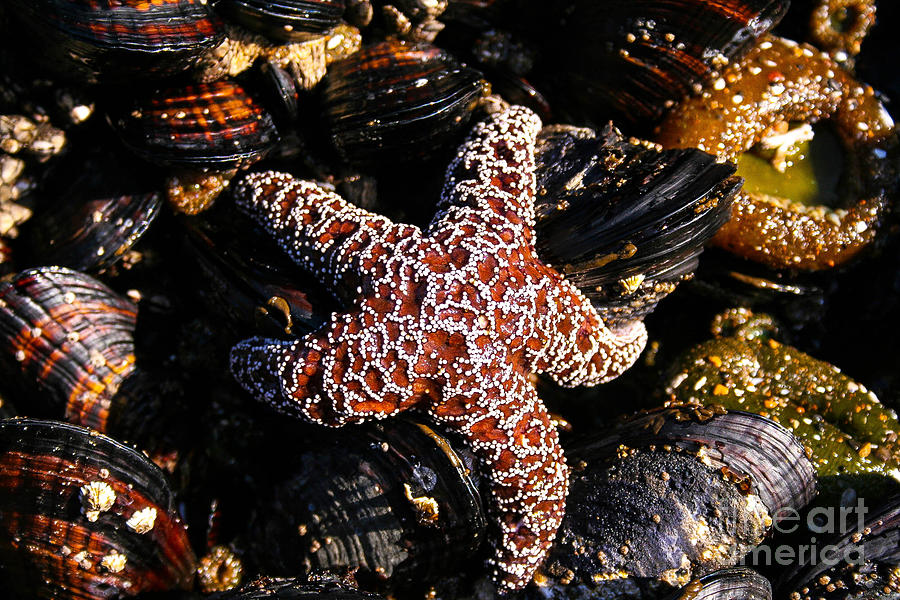 Starfish Photograph by SnapHound Photography