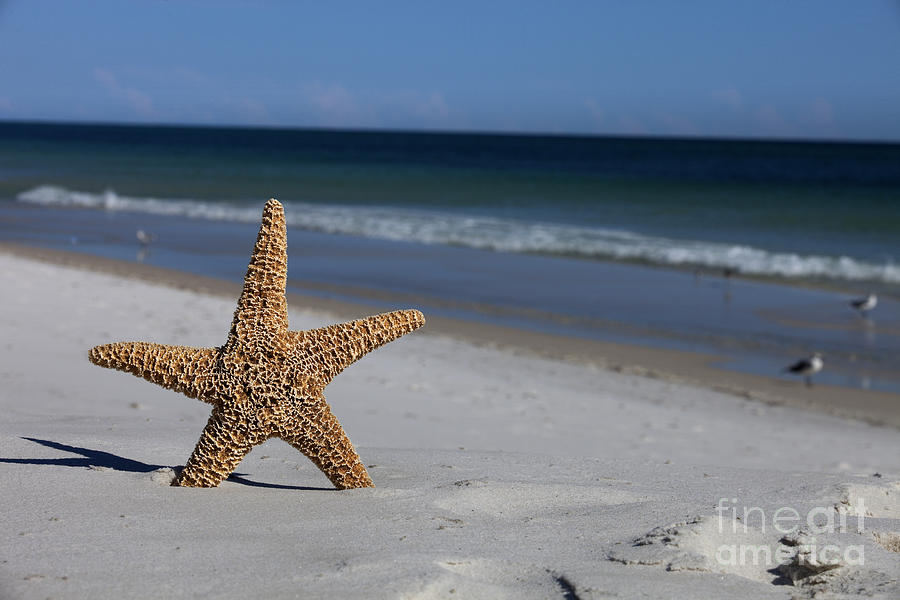 Starfish standing on the beach Photograph by Anthony Totah