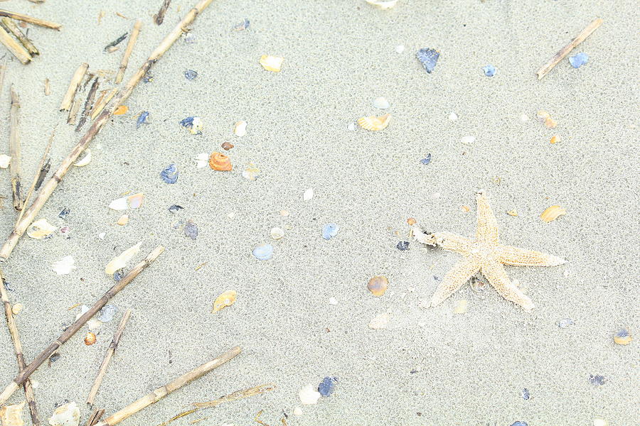 Starfish.... Photograph by Tammy Schneider
