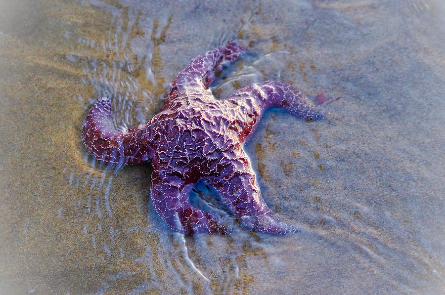 Starfish Trooper Photograph by Adria Trail