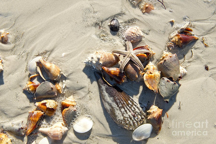 Starfish with five points on Sea Shells Photograph by David Arment