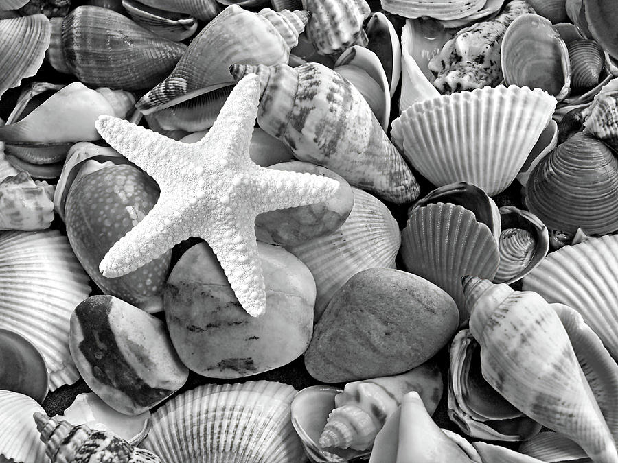 Starfish with Shells and Pebbles Mono Photograph by Gill Billington
