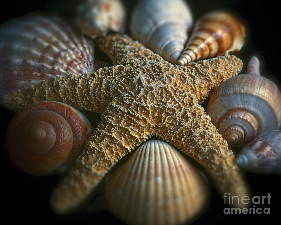 Shell Photograph - Starfish with Various Seashells by George Oze