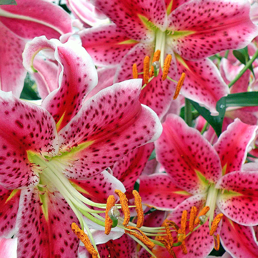 Lily Photograph - Stargazer Lilies by Jean Hall