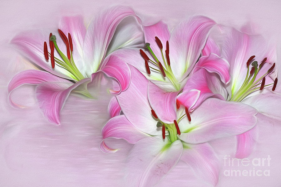 Lily Photograph - Stargazer Lilies on Pink by Kaye Menner