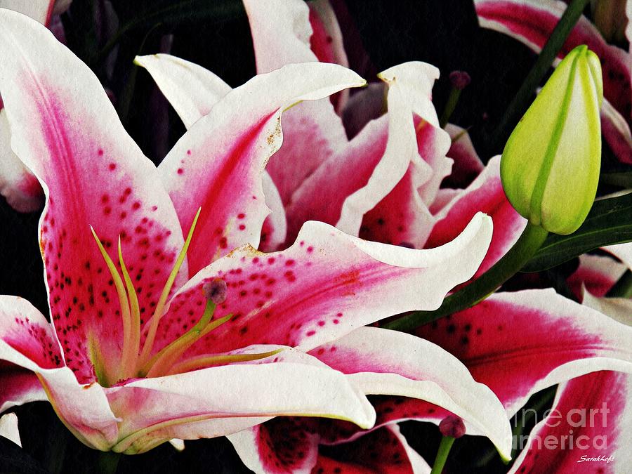 Lily Photograph - Stargazer Lilies by Sarah Loft