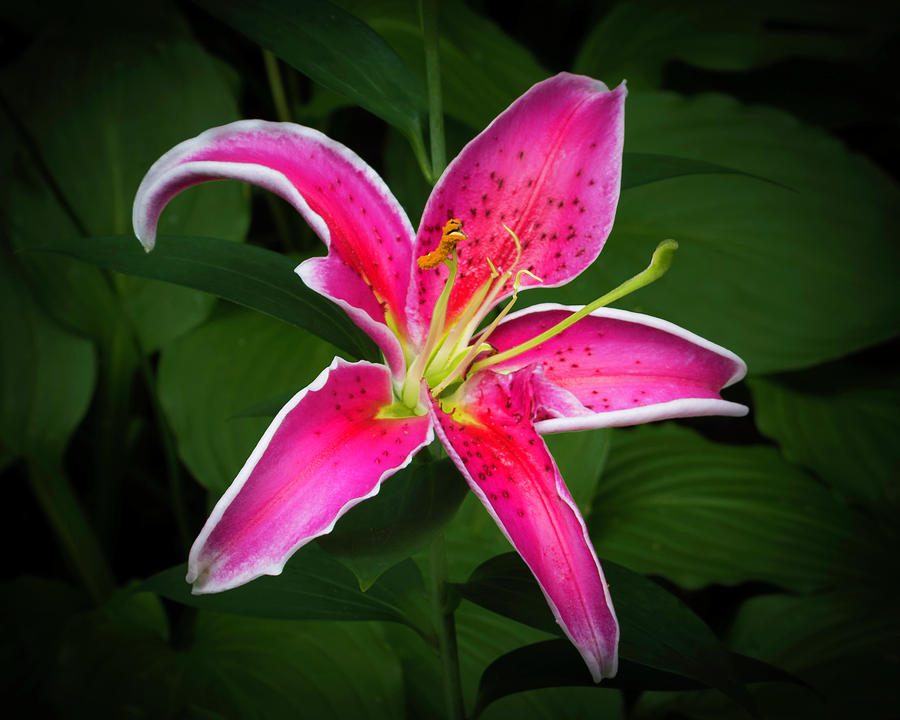 Stargazer Lily 2 Photograph by Kenneth Cole