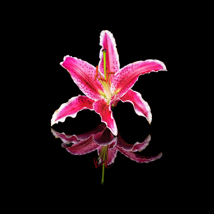 Stargazer Lily 2 Photograph by Michelle Whitmore