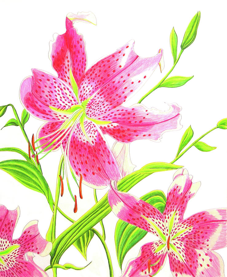 Stargazer Lily 3 Drawing by Laura Wilson