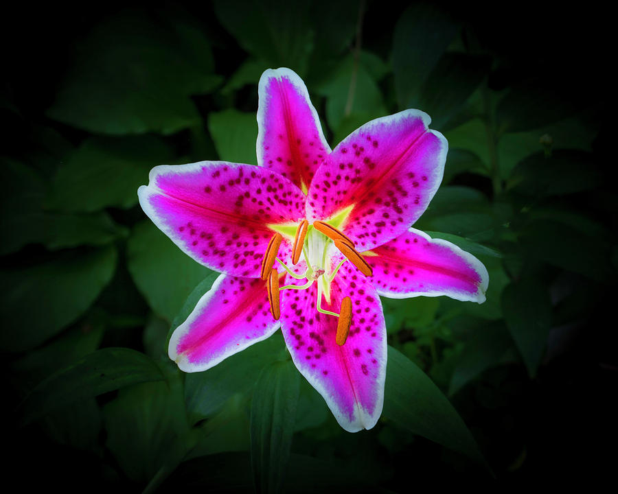 Stargazer Lily 6 Photograph by Kenneth Cole