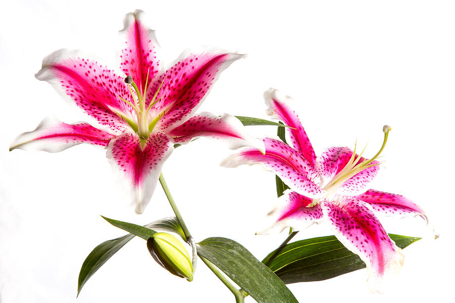 Stargazer Lily Photograph by Alex Baker | Fine Art America