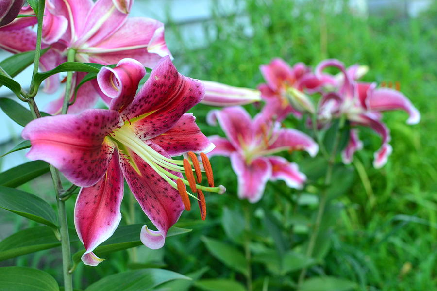 Stargazer Lily Photograph by Colleen Phaedra