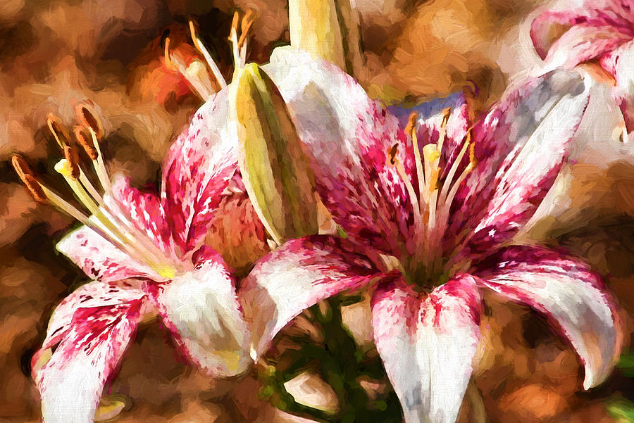 Stargazer Lily - Flowers Photograph by HH Photography of Florida