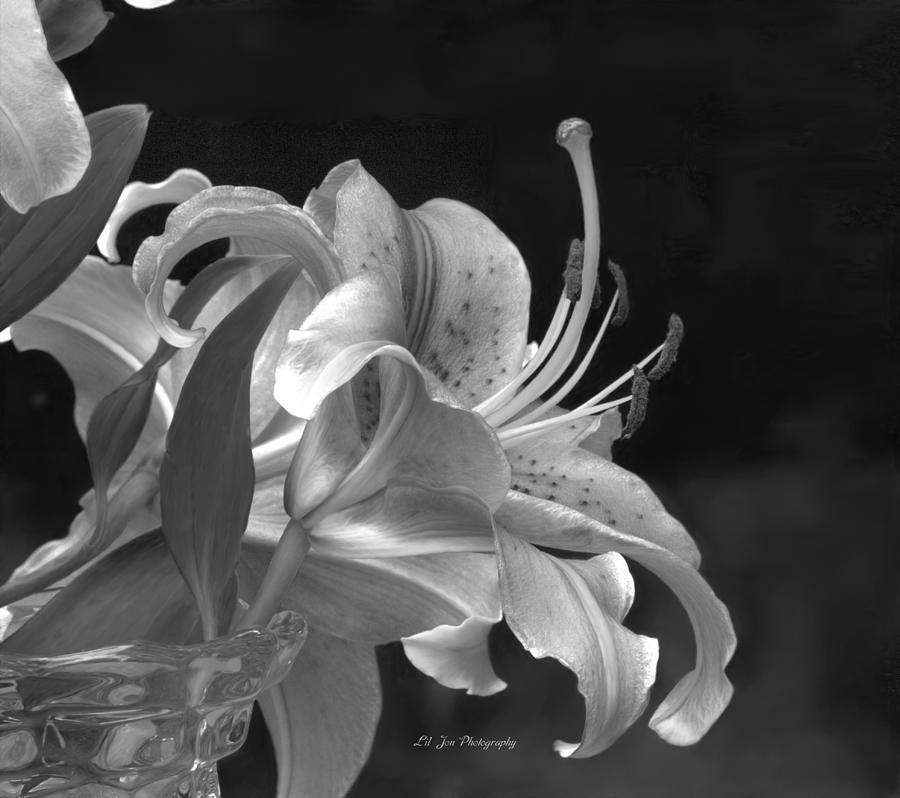 Stargazer Lily In Black and White Photograph by Jeanette C Landstrom