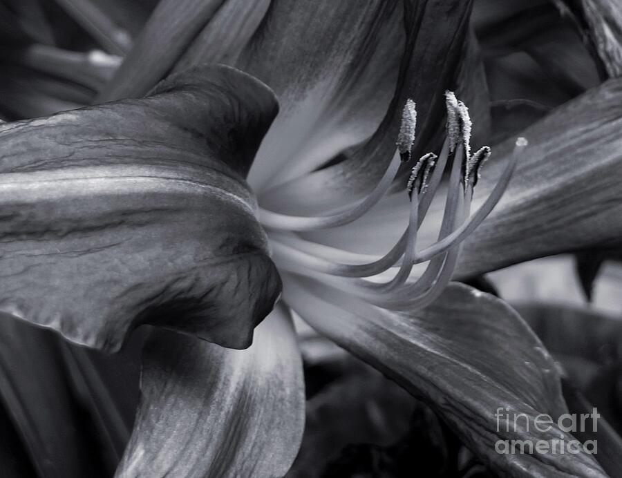 Black And White Photograph - Stargazer Lily in Black and White by Patricia Strand