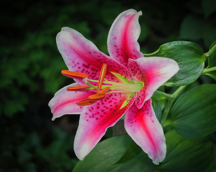 Stargazer Lily in Bloom Photograph by Kenneth Cole