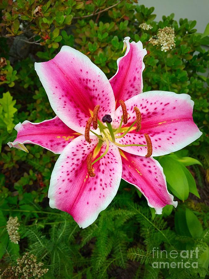 Stargazer Lily Photograph by Karen Fones - Pixels