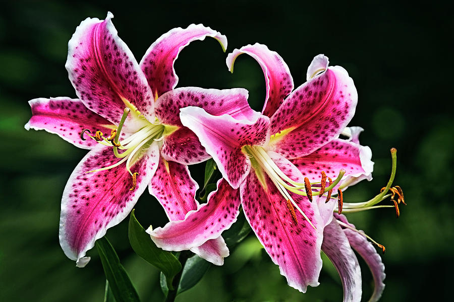 Stargazer lily pics