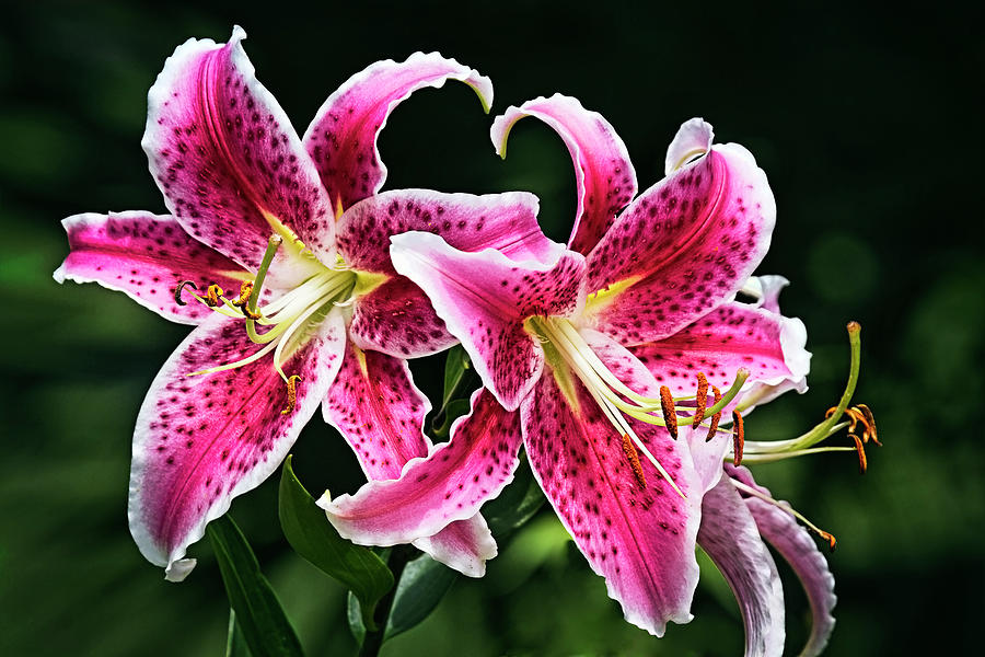 star gazer lilly flower