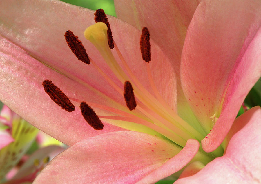 Stargazer Lily Photograph by Marie Hicks