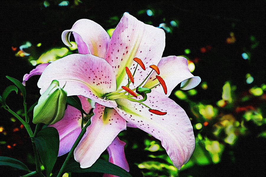 Stargazer Lily Photograph by Marion McCristall