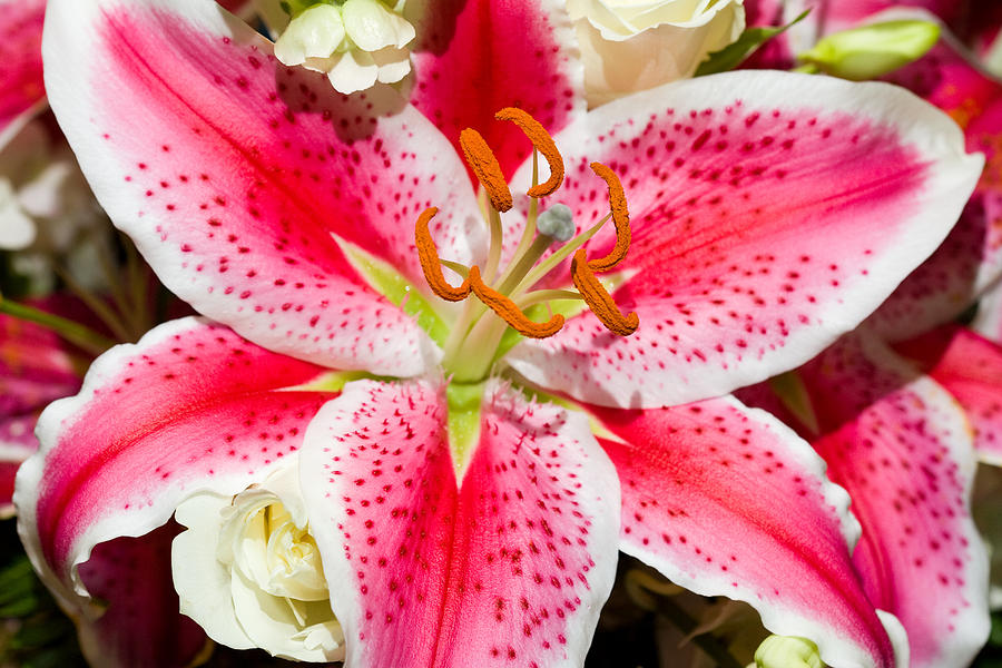Stargazer Lily Photograph by Mark Currier
