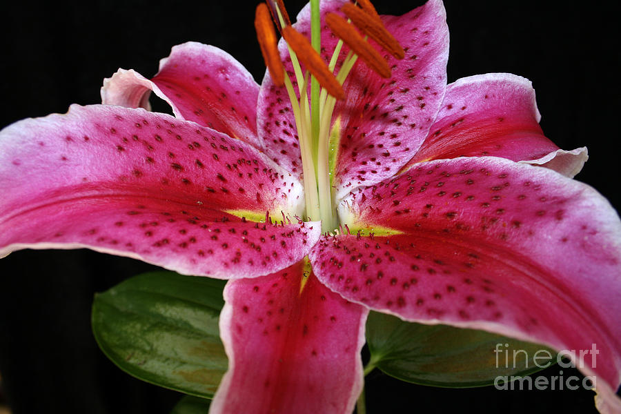 Stargazer Lily Photograph by Robert Nankervis - Fine Art America