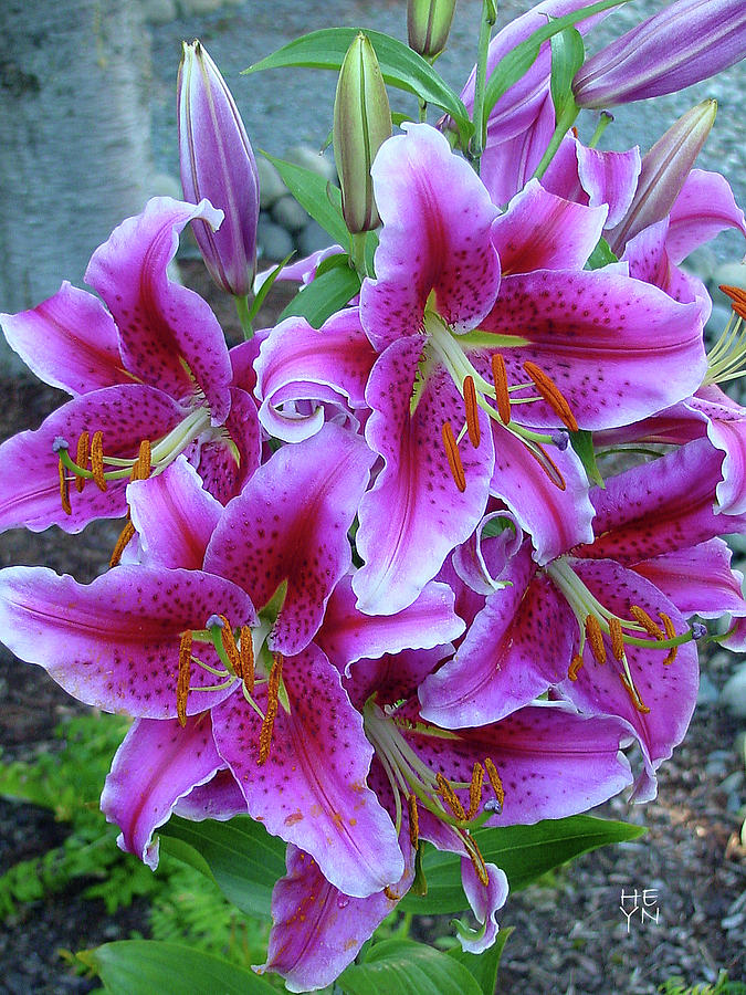 star gazer lily pictures