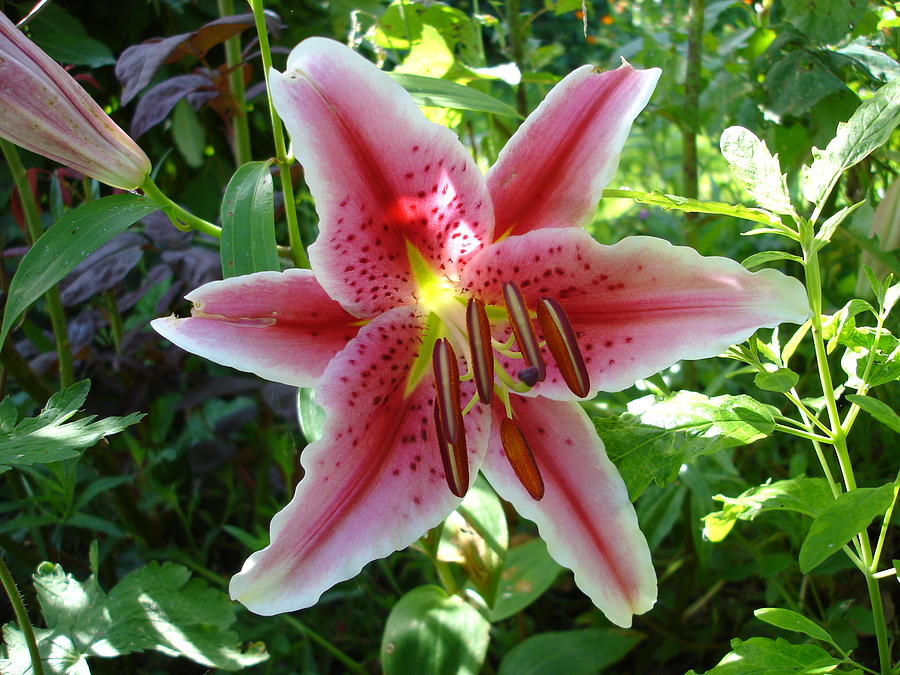 Stargazer lily Photograph by Susan Baker