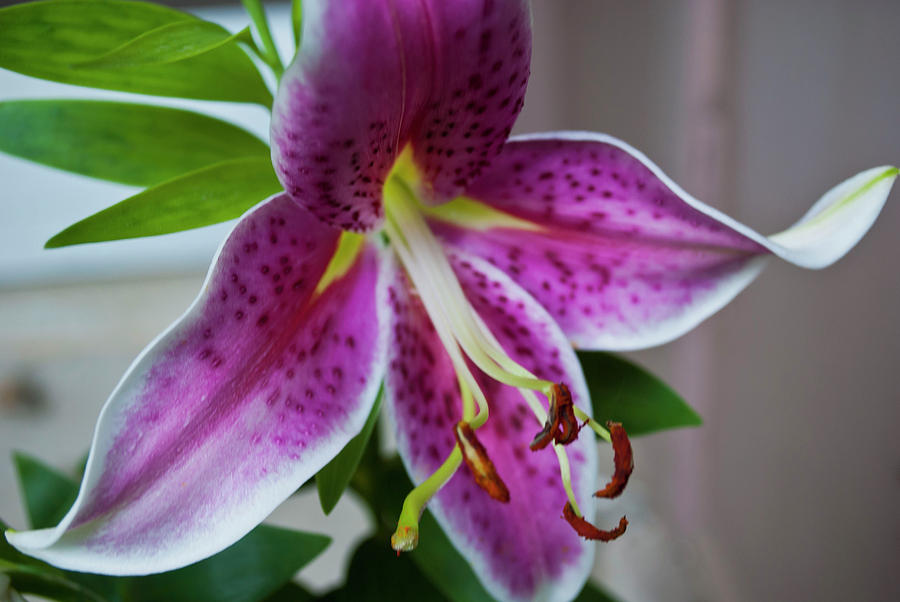 Stargazer Lily Photograph By Tam Mt 7867