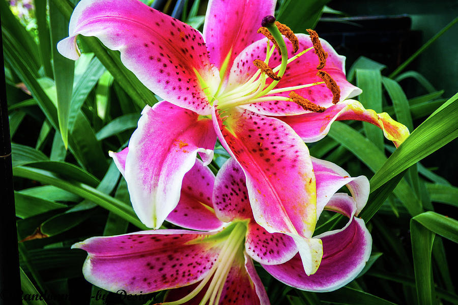 star gazer lilly flower