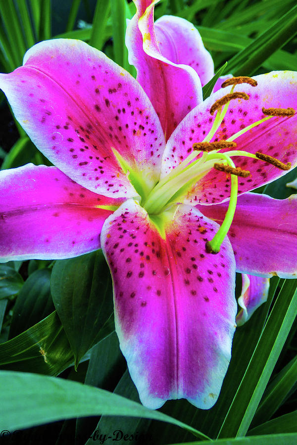 Stargazer Lily.3 Photograph by Susan Granrud - Pixels