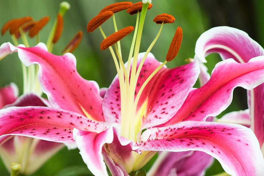 Stargazer Macro 4 Photograph by Mary Ann Artz - Fine Art America