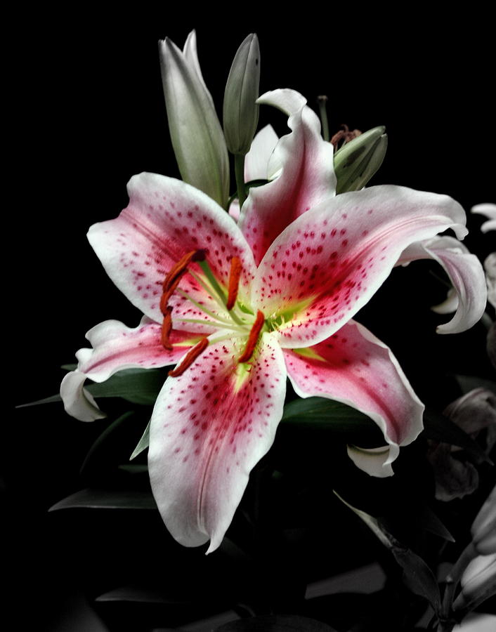 stargazer gray stargazer gray