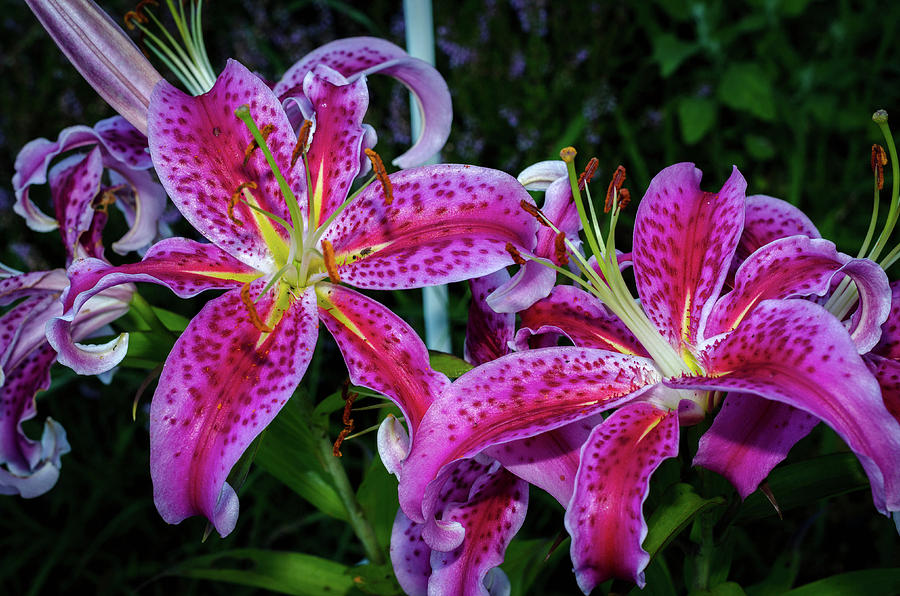 Lily Photograph - Stargazer Oriental Lilies by Dan Jordan